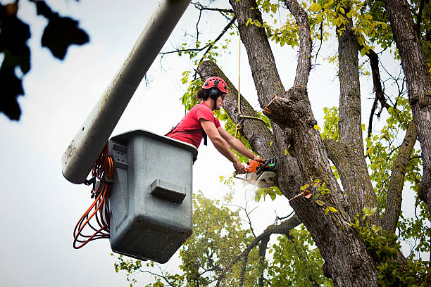 Best Palm Tree Trimming  in Steelevle, IL